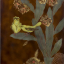 Gaston SUISSE (1896-1988) - Serins huppés dans les cactées